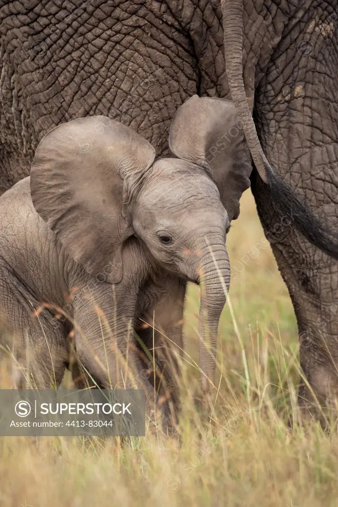 African Elephant and young Masai Mara Reserve Kenya