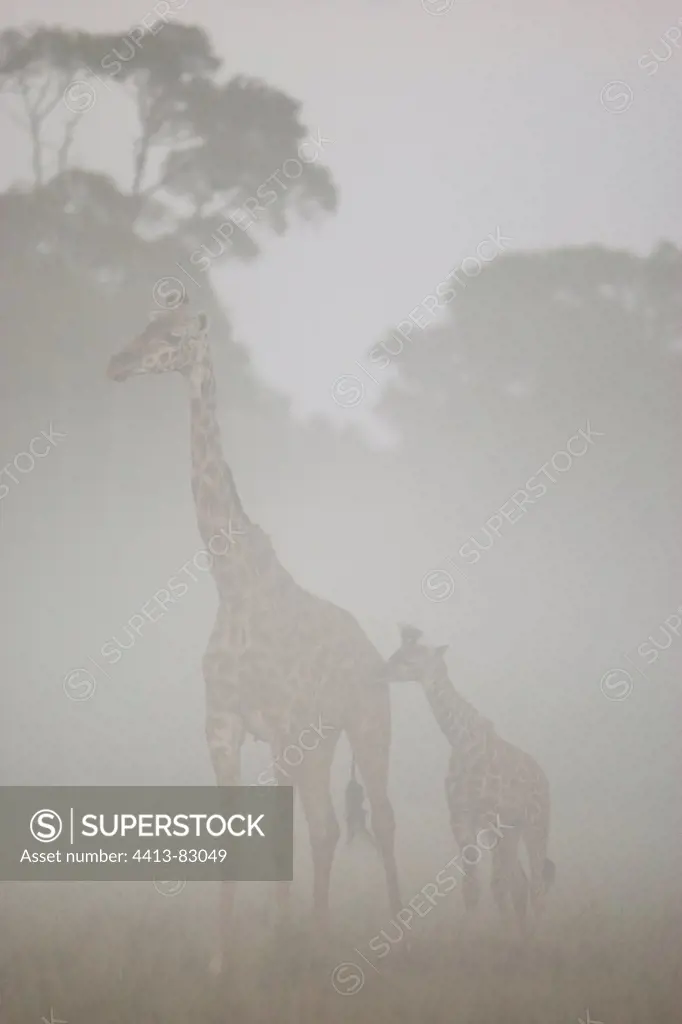 Masai giraffes in the morning mist Masai Mara Kenya