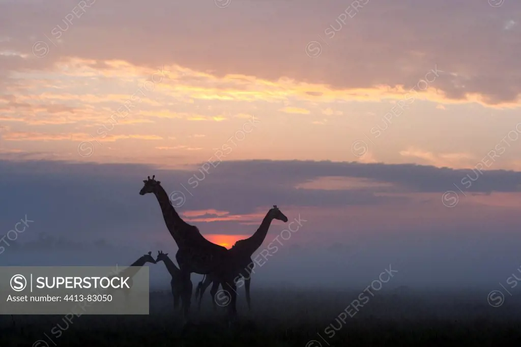 Masai giraffes at sunrise Masai Mara Kenya