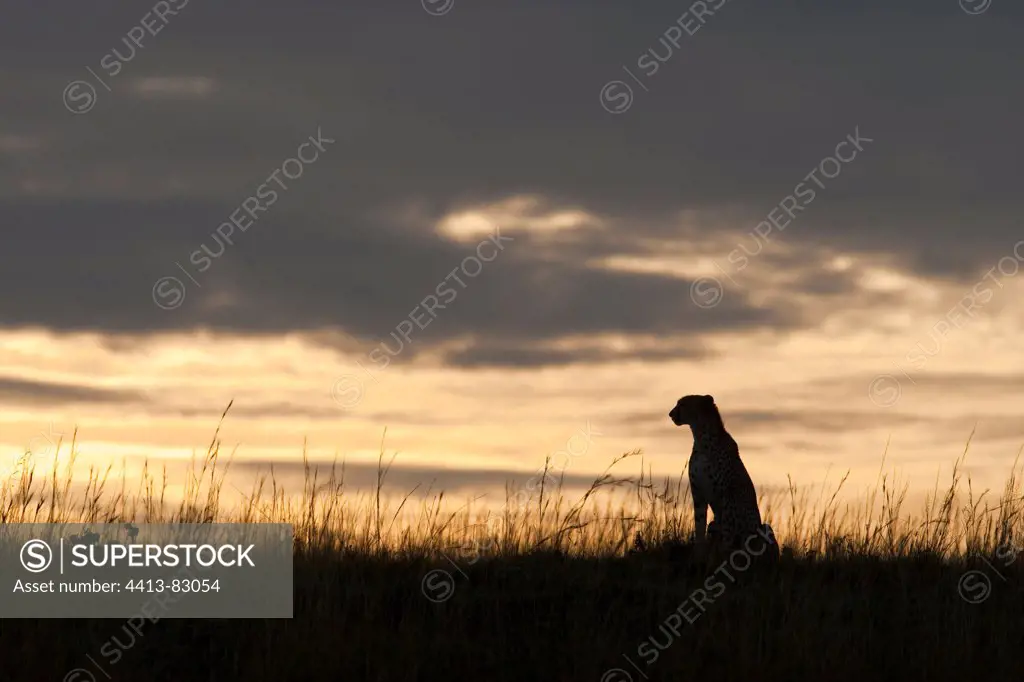 Cheetah in the savannah at sunset Masai MaraKenya