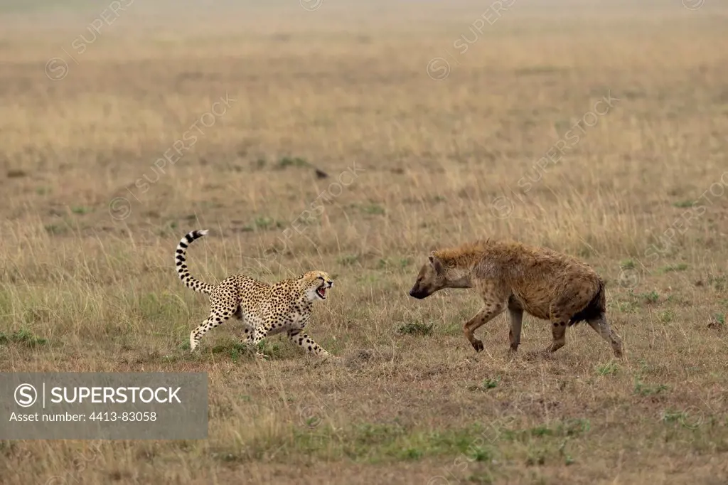 Spotted hyena threatening a Cheetah Masai Mara Kenya