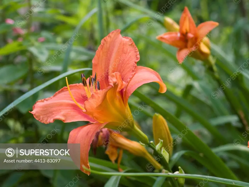 Daylily Flower 'Leeb orange crush'in a garden