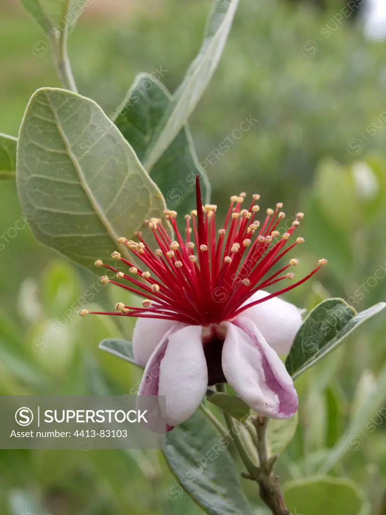 Flower of Peanapple Guava France