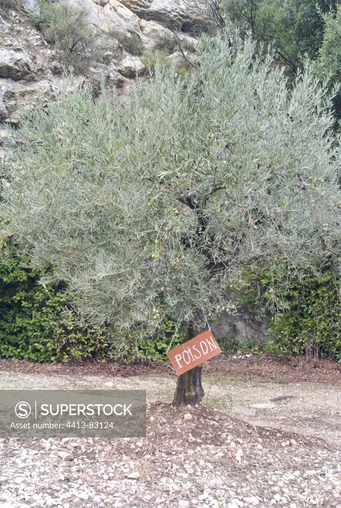 Sign in a marauding anti orchard of Olives