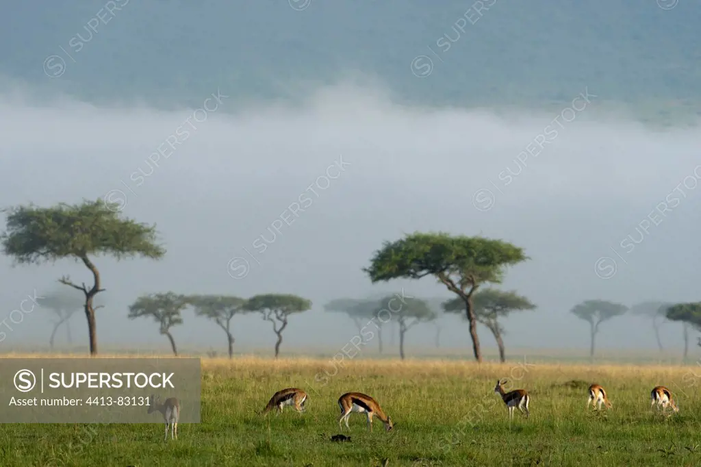 Thomson's gazelles in a stormy sky Masai Mara Kenya