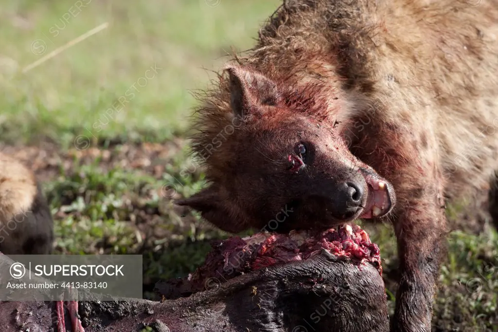 Spotted hyena eating a prey Masai Mara Reserve Kenya