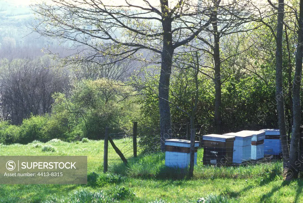 Hives in the valley of Ouanne Loiret France
