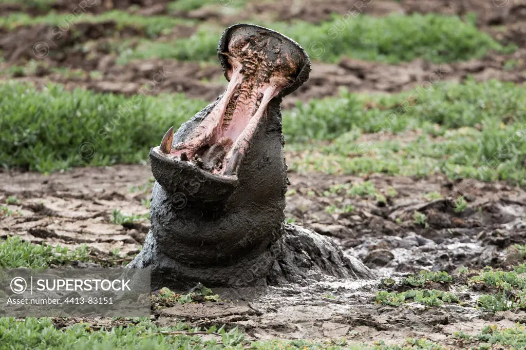 Hippopotamus yawning in mud Masai Mara Kenya