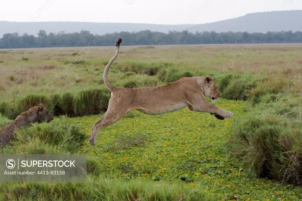 Lioness jumping over a pond Masai Mara Kenya