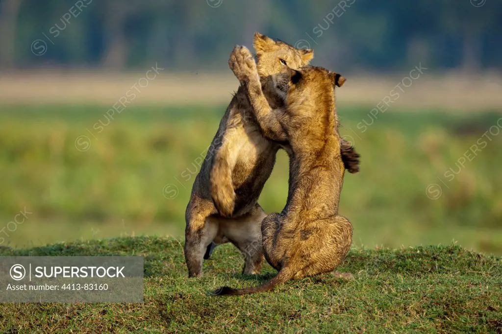 Lion cubs playing in the Savannah Masai Mara Reserve Kenya