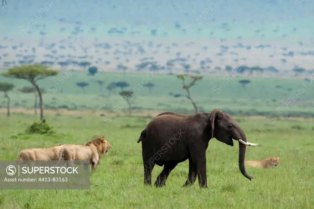 Lions and elephants in the savannah Masai Mara Reserve Kenya