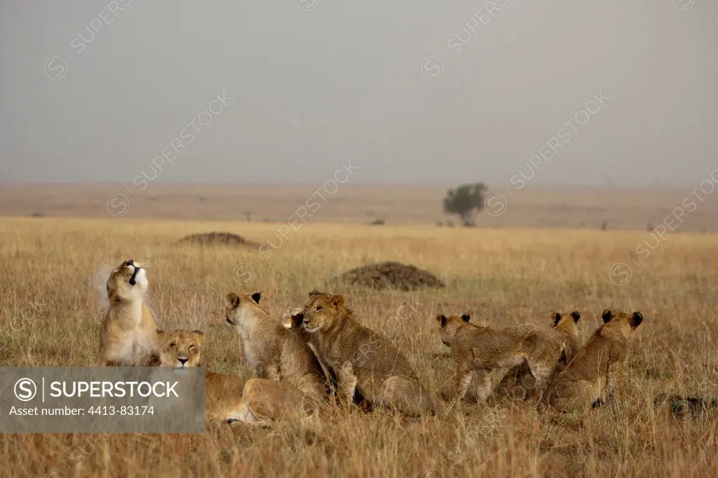 Lionesses and lion cubs in the rain Masai Mara Kenya