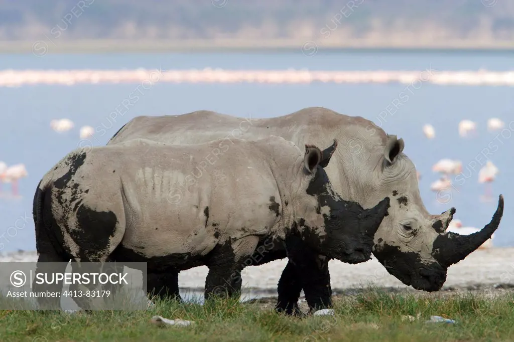 White Rhinoceros and young at the edge of lake Nakuru Kenya