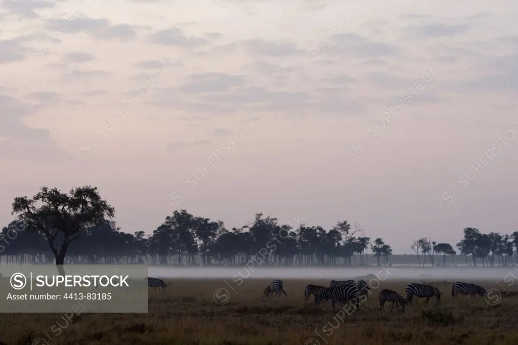 Grant's zebras in the morning mist Masai Mara Kenya