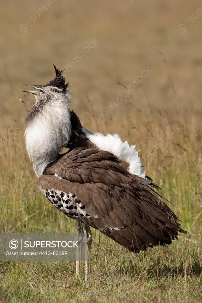 Kori bustard male courtship in Masai Mara Kenya