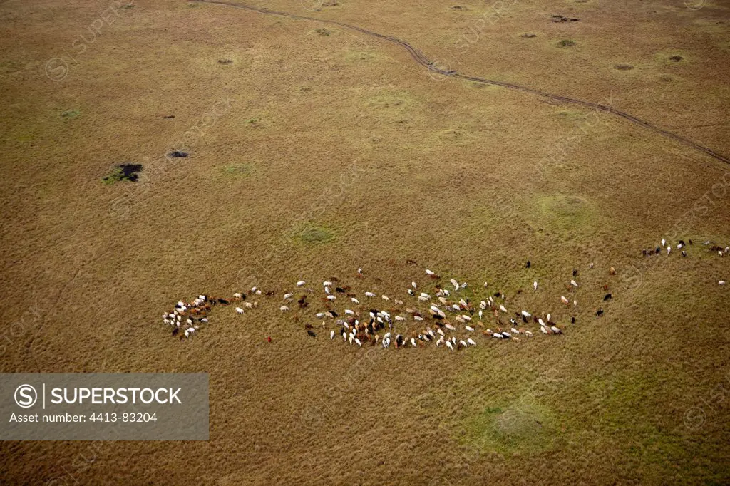 Maasai herd on the savannah of Masai Mara Reserve Kenya