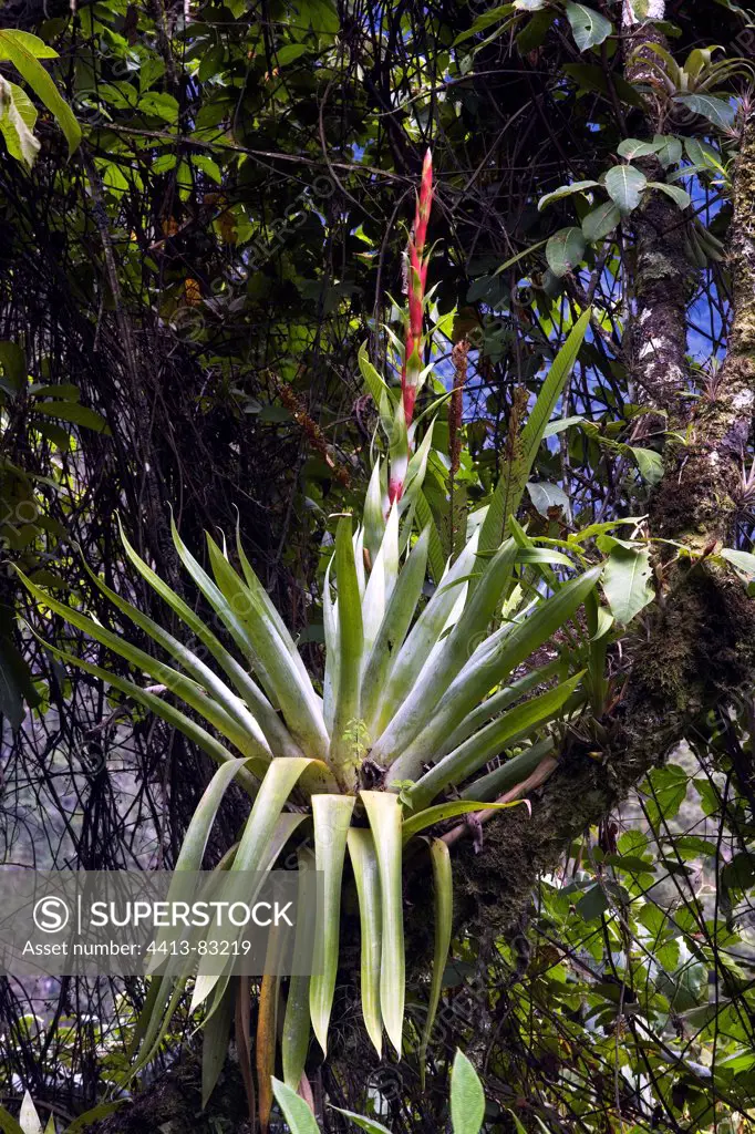 Epiphytic Bromeliad in bloom in a tree Urubamba Peru