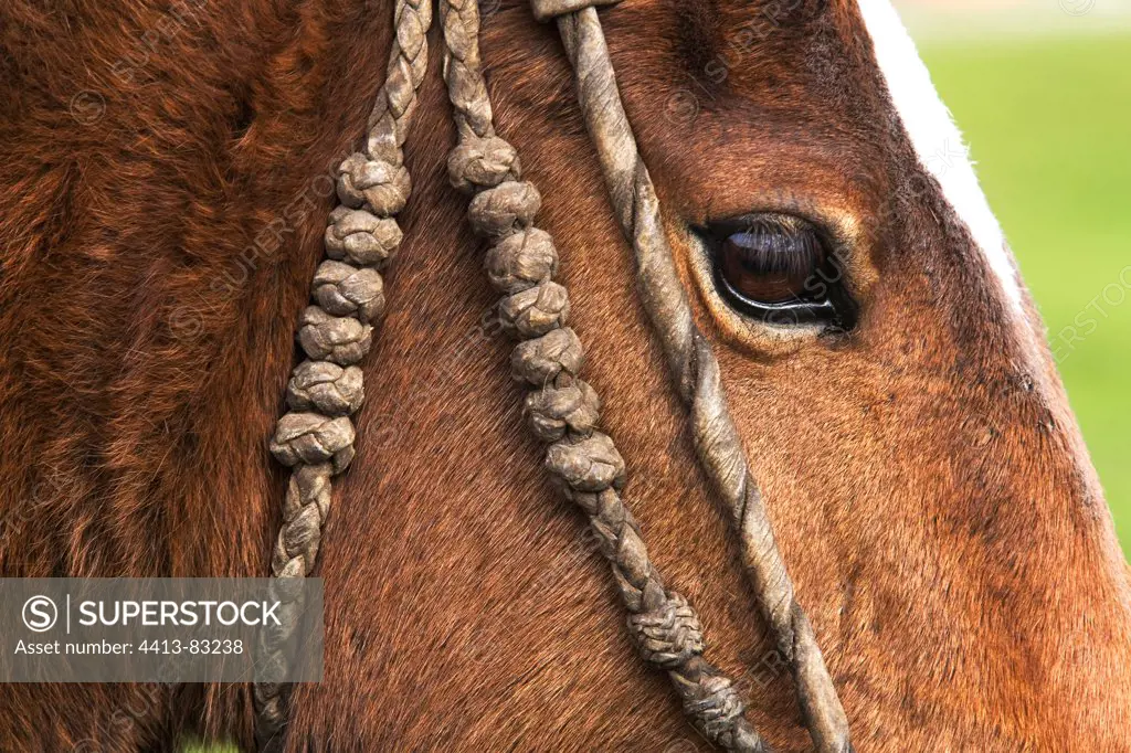Horse head with craft bridle Hacienda Yanahurco Ecuador