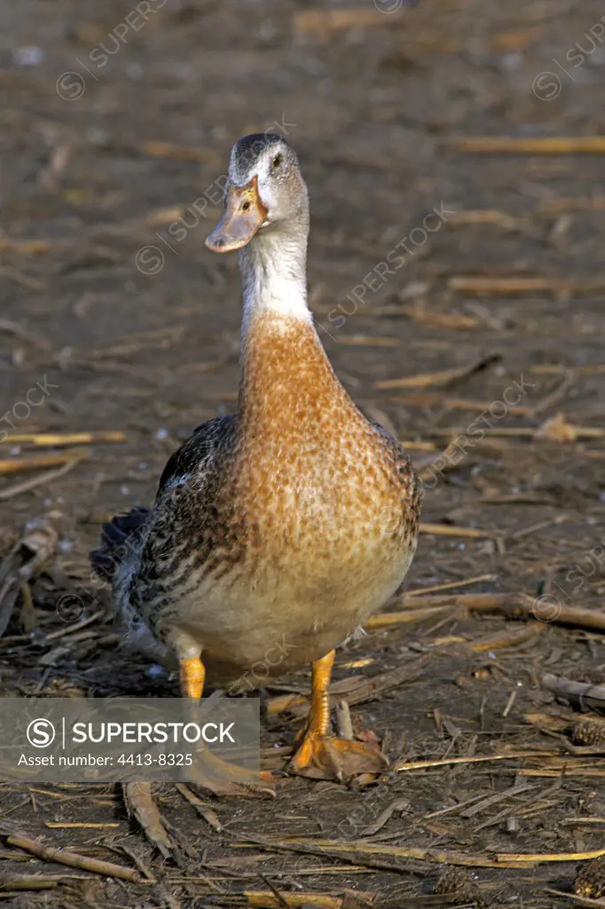 Mulard duck