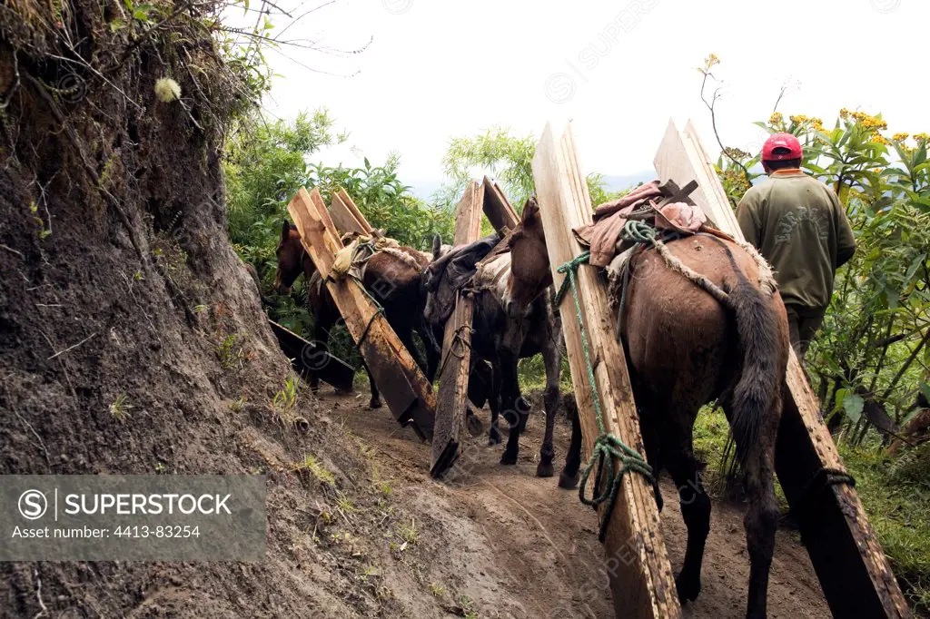 Horses and Mules carrying wood planks Ecuador