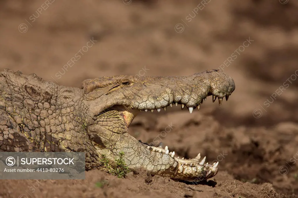 Portrait of a Nile crocodile on the bank Masai Mara Kenya