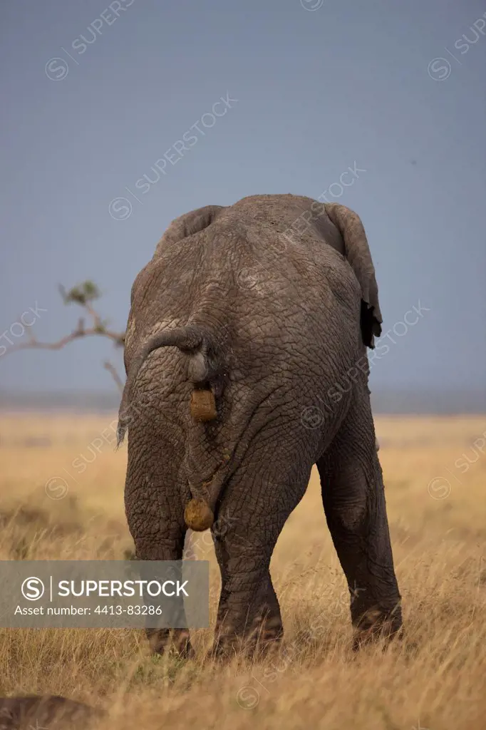 African elephant defecating Masai Mara Kenya
