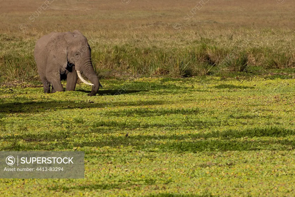 African Elephant in a swamp Masai Mara Kenya