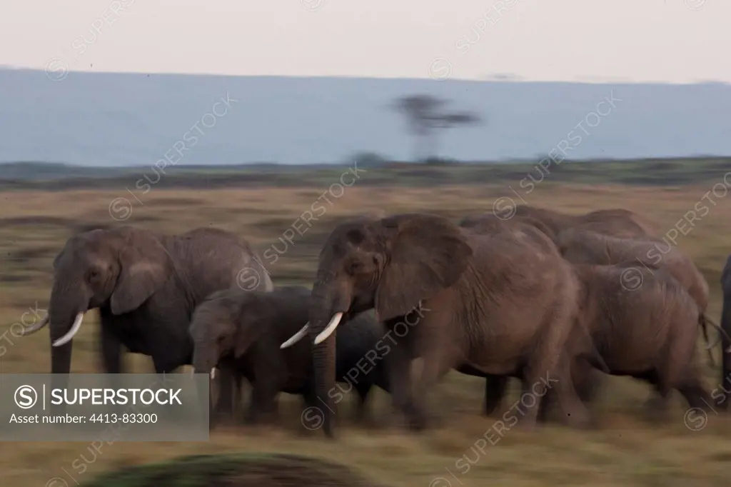 African elephants walking in savannah Masai Mara Kenya