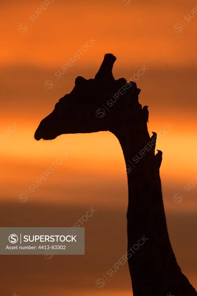 Masai giraffe and Oxpeckers at dusk Masai Mara Kenya