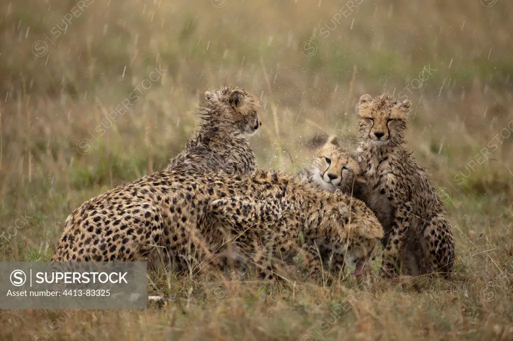 Cheetahs in the rain in the Savannah Masai Mara Kenya