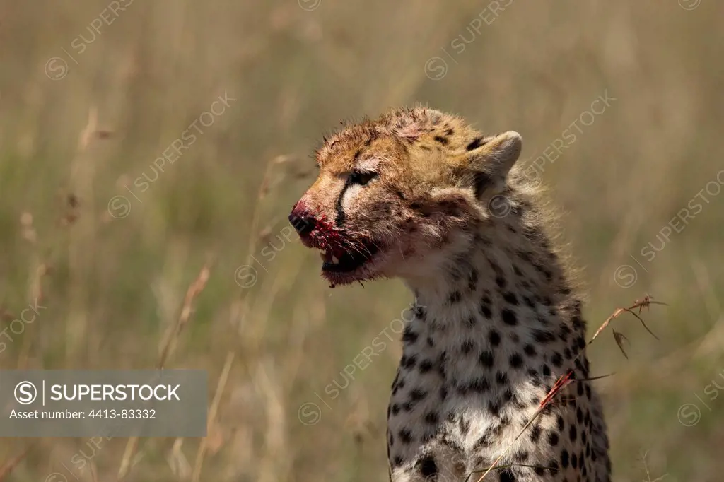 Cheetah covered in blood in the grass Masai Mara Kenya