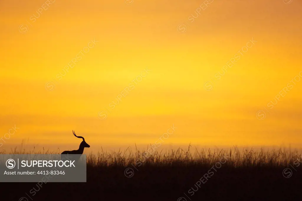 Impala male in the savannah in twilight Maasai Mara