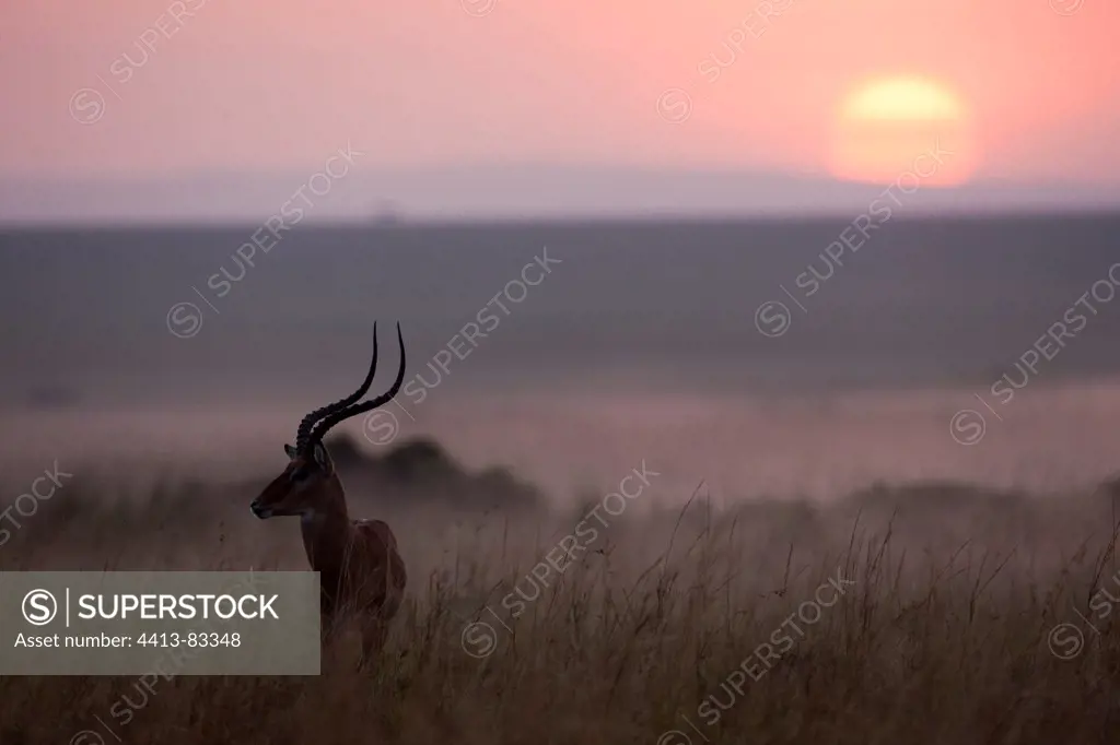 Impala male in the savannah in twilight Masai Mara Kenya