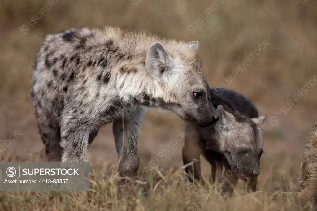 Spotted hyena and young in grass Masai Mara Kenya