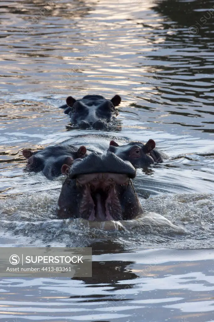 Hippopotamuses face in water Masai Mara Kenya
