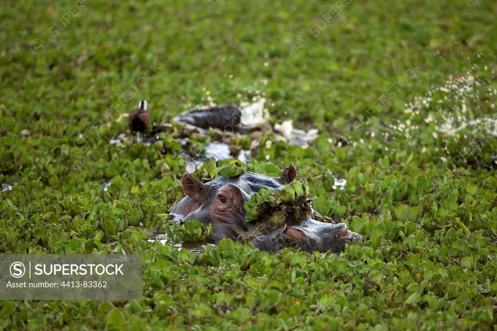 Hippopotamus in the aquatic vegetation Masai Mara Kenya