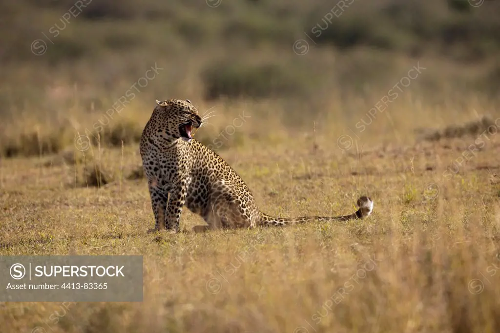 Leopard growling in savanna Masai Mara Kenya
