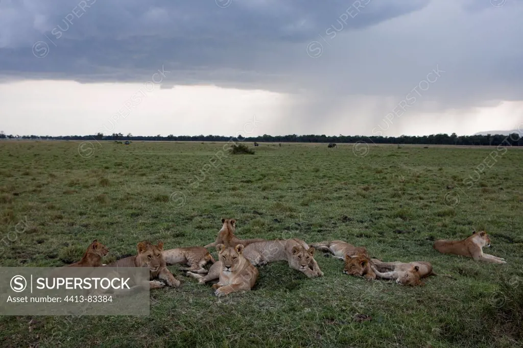 Lioness resting in the savannah and storm Kenya Masai Mara