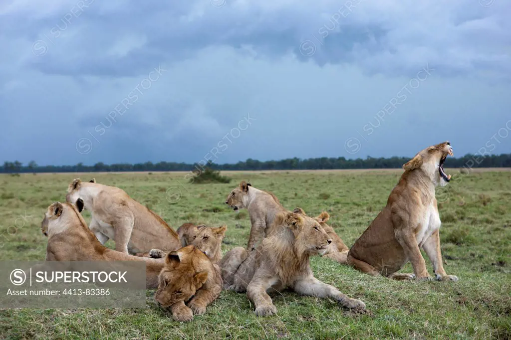 Lioness resting in the savannah and storm Kenya Masai Mara