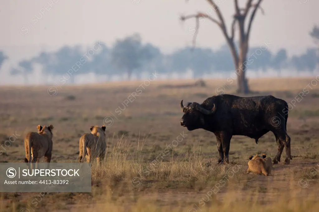 Lionesses observing a Cape Buffalo Masai Mara Kenya