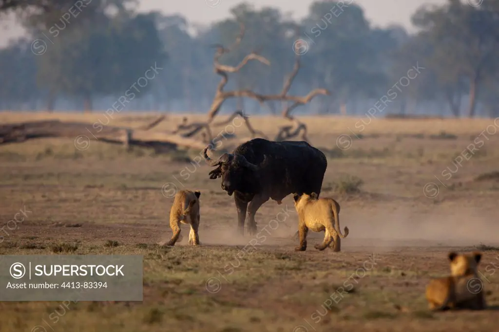 Lionesses harassing a Cape Buffalo Masai Mara Kenya