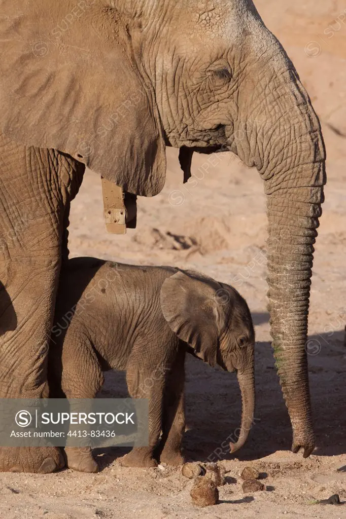 African elephant with radio-collared and young Samburu