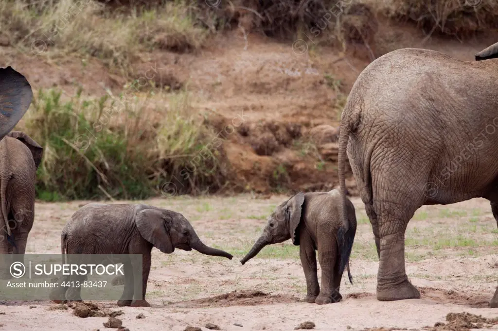 Elephant Calves is welcoming Samburu Reserve Kenya