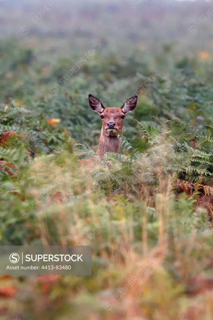 Hind standing in the ferns in autumn Great Britain