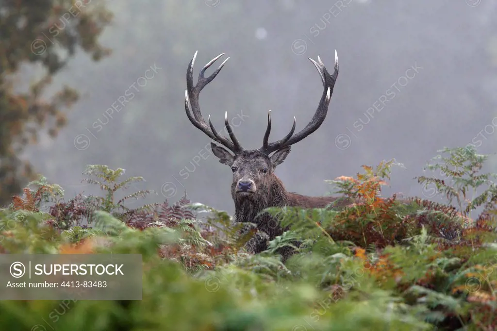 Stag Red deer in the ferns in autumn Great-Britain