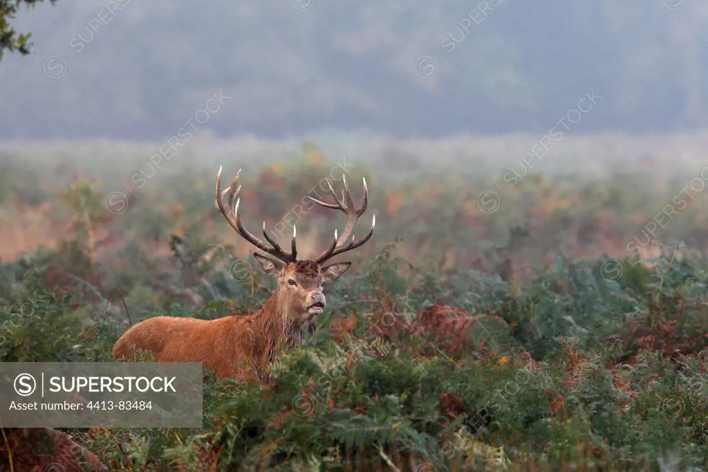 Stag Red deer in the ferns in autumn Great-Britain