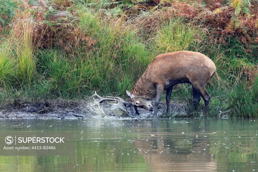 Stag Red deer in rut near water Great Britain