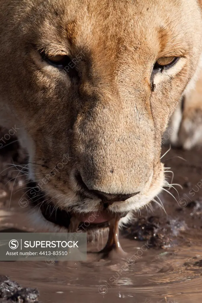 Portrait of Lioness drinking muddy water Masai Mara Kenya