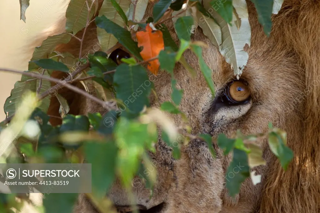 Glance of Lion through foliage Masai Mara Kenya