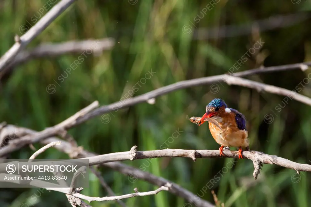African Pygmy-Kingfisher with prey on branch Kenya